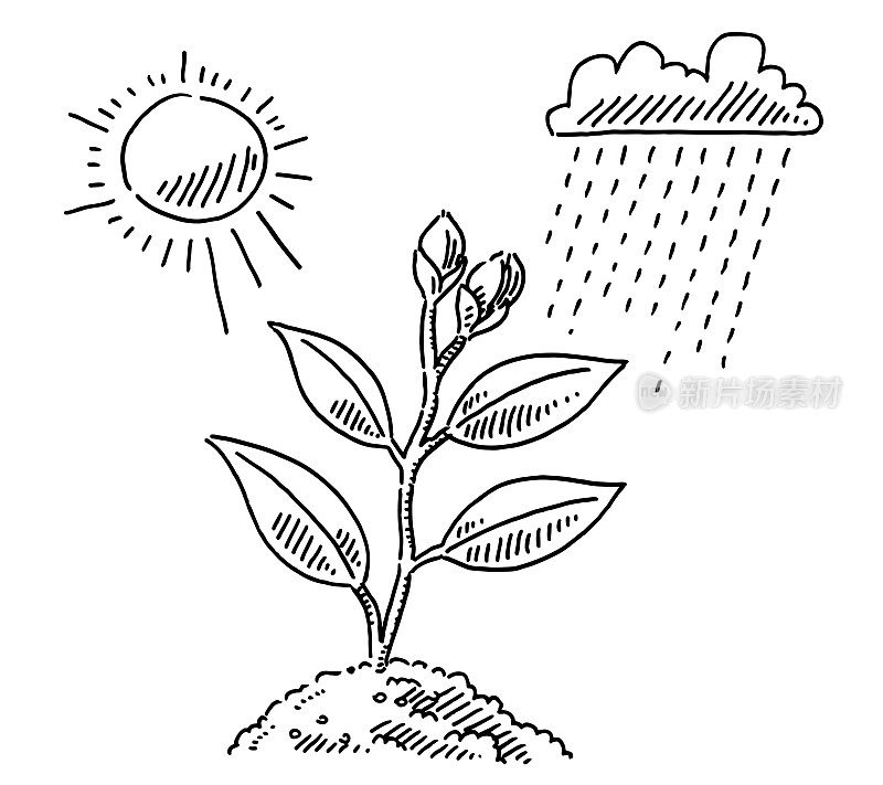 Plant Growth Sun And Rain Drawing